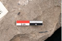 Foto (Detailansicht) von Ficus jynx Unger (NHMW-GEO-2024-0188-7986)